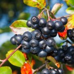 Arónia (Aronia melanocarpa) ´GALICIJANKA´ - výška 20-30 cm; kont. P9 - SAMOOPELIVÁ